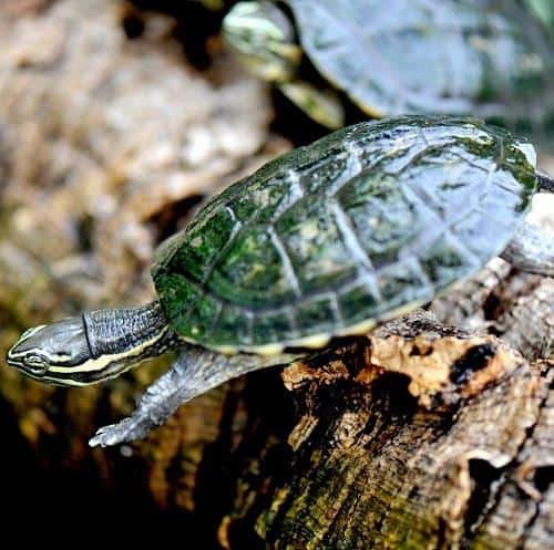 Specie minacciate del Vietnam al centro della campagna di sensibilizzazione al Bioparco di Roma