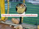 Campobasso degrado terminal bus, Fratelli d’Italia segnala sporcizia, escrementi, rifiuti