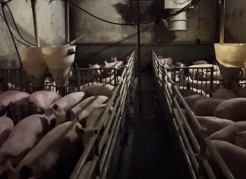 Salumi Levoni orrori allevamenti: maiali in condizioni atroci