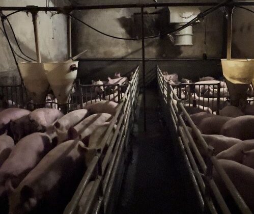 Salumi Levoni orrori allevamenti: maiali in condizioni atroci