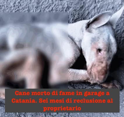 Cane morto di fame in garage a Catania. Sei mesi di reclusione al proprietario