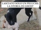 Lasciato solo con peluche: la dolorosa storia di Ghost, cane abbandonato a sé stesso