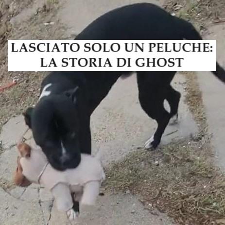 Lasciato solo con peluche: la dolorosa storia di Ghost, cane abbandonato a sé stesso