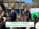 Isernia Albero Monumentale d’Italia. Il platano di 100 anni riconosciuto dal Ministero