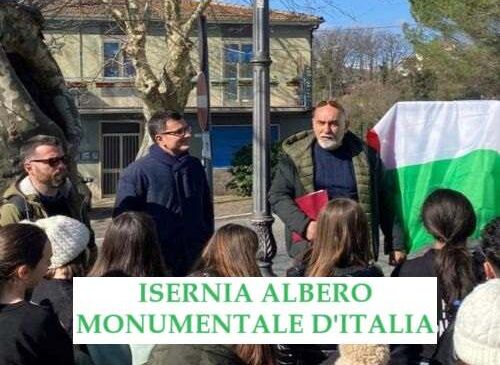 Isernia Albero Monumentale d’Italia. Il platano di 100 anni riconosciuto dal Ministero