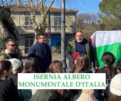 Isernia Albero Monumentale d’Italia. Il platano di 100 anni riconosciuto dal Ministero