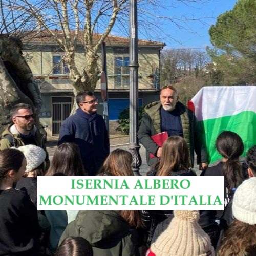 Isernia Albero Monumentale d’Italia. Il platano di 100 anni riconosciuto dal Ministero